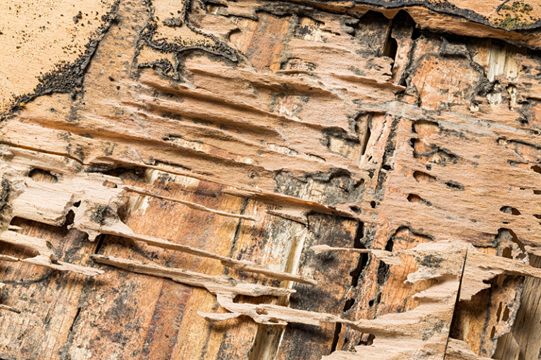 Wood-Destroying Insect Inspections